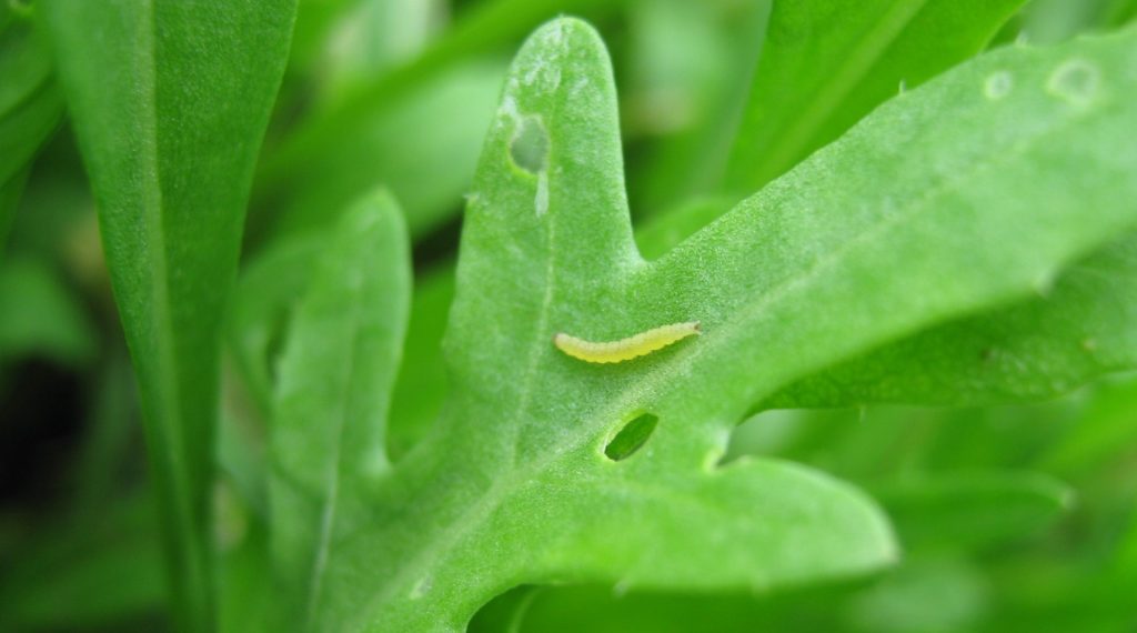 Larva di Plutella xylostella mimetizzata su foglia di Rucola