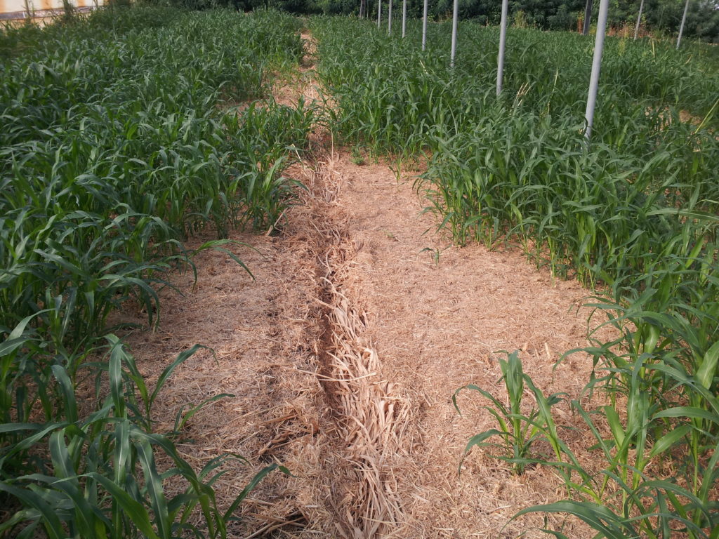 Accrescimento del Secondo taglio di Sorgo: i residui del primo taglio costituiscono una pacciamatura vegetale