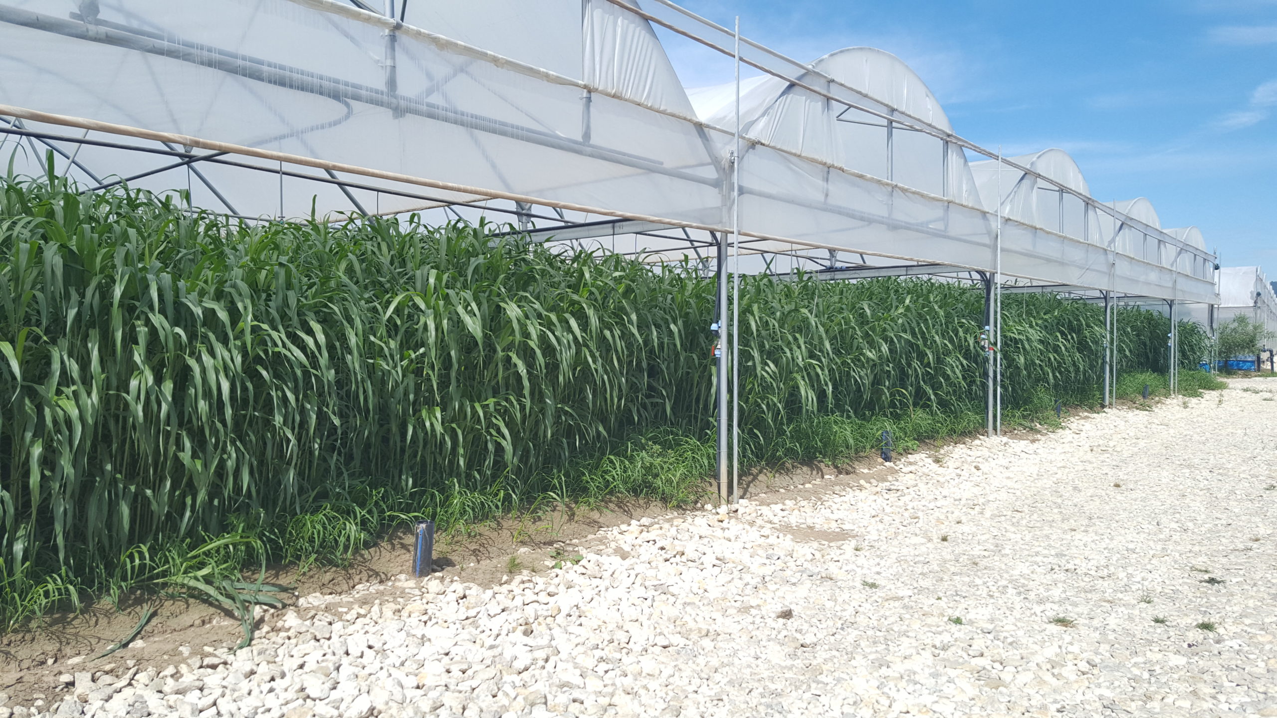 Sovescio di Sorgo in serra per la produzione di Baby Leaves