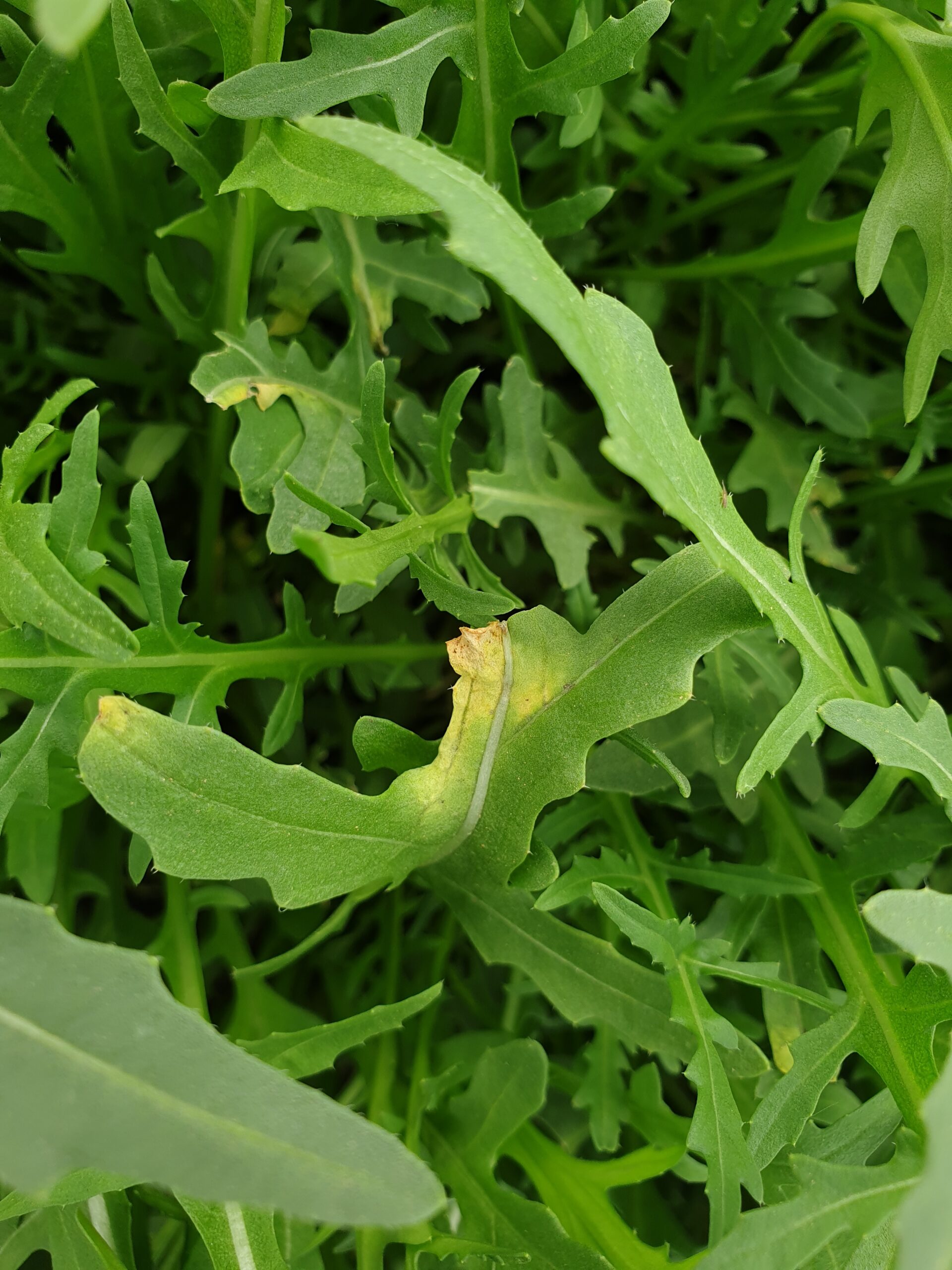 sintomi di Marciume nero su rucola, l'ingiallimeto parte dalla ferita del taglio