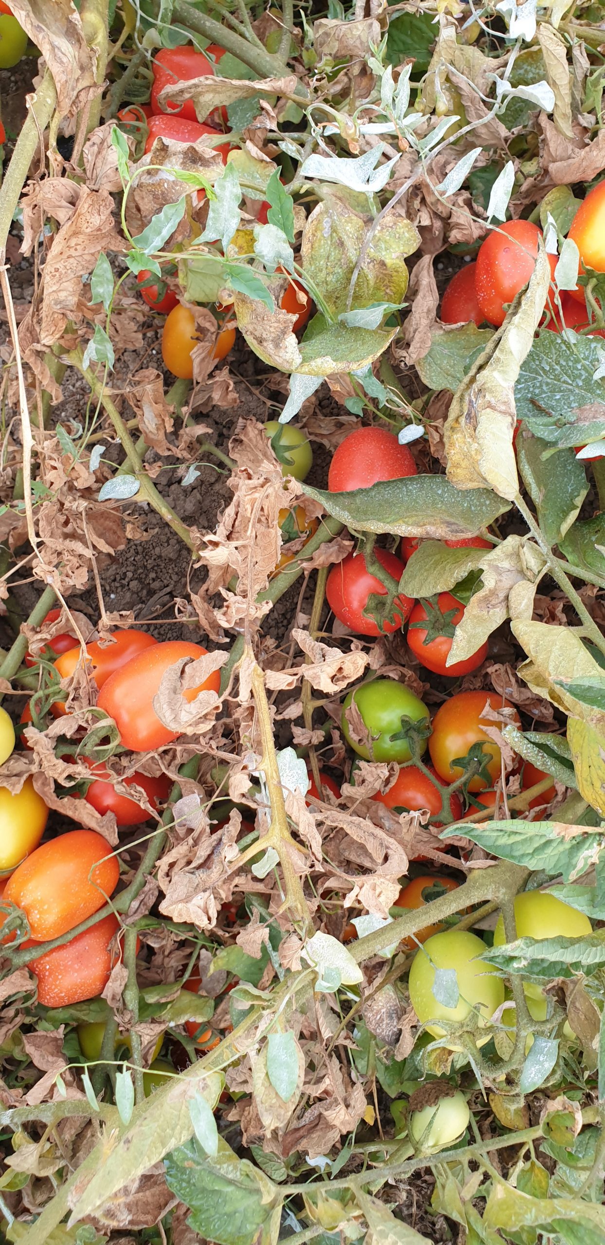 Pianta di pomodoro attaccata dall'Eriofide rugginoso