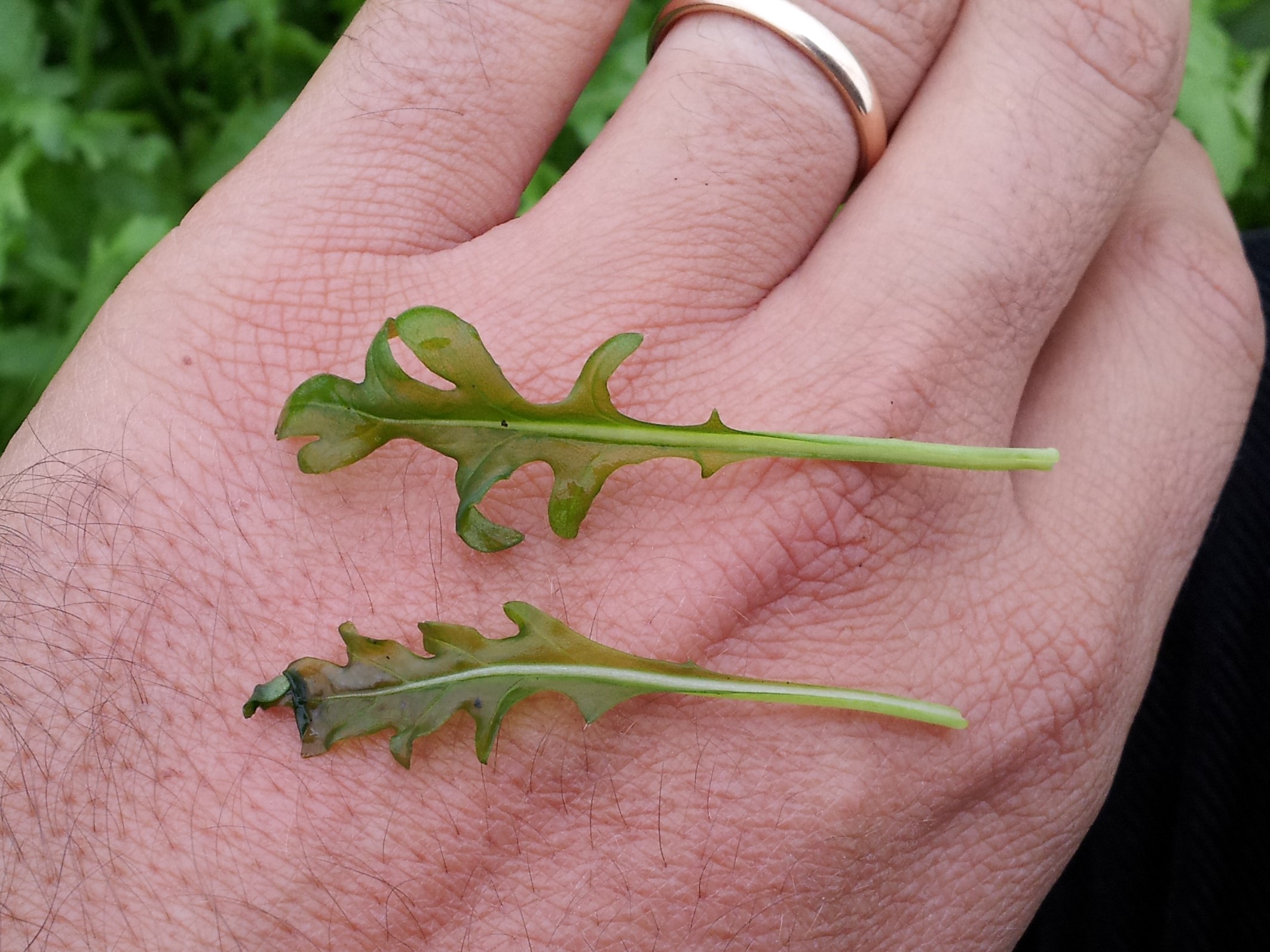 Giovani foglie di rucola della lunghezza di 3-4 cm che si presentano tenere e vitreescenti